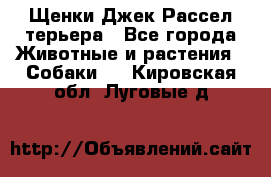 Щенки Джек Рассел терьера - Все города Животные и растения » Собаки   . Кировская обл.,Луговые д.